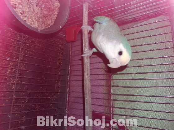 Lovebird male